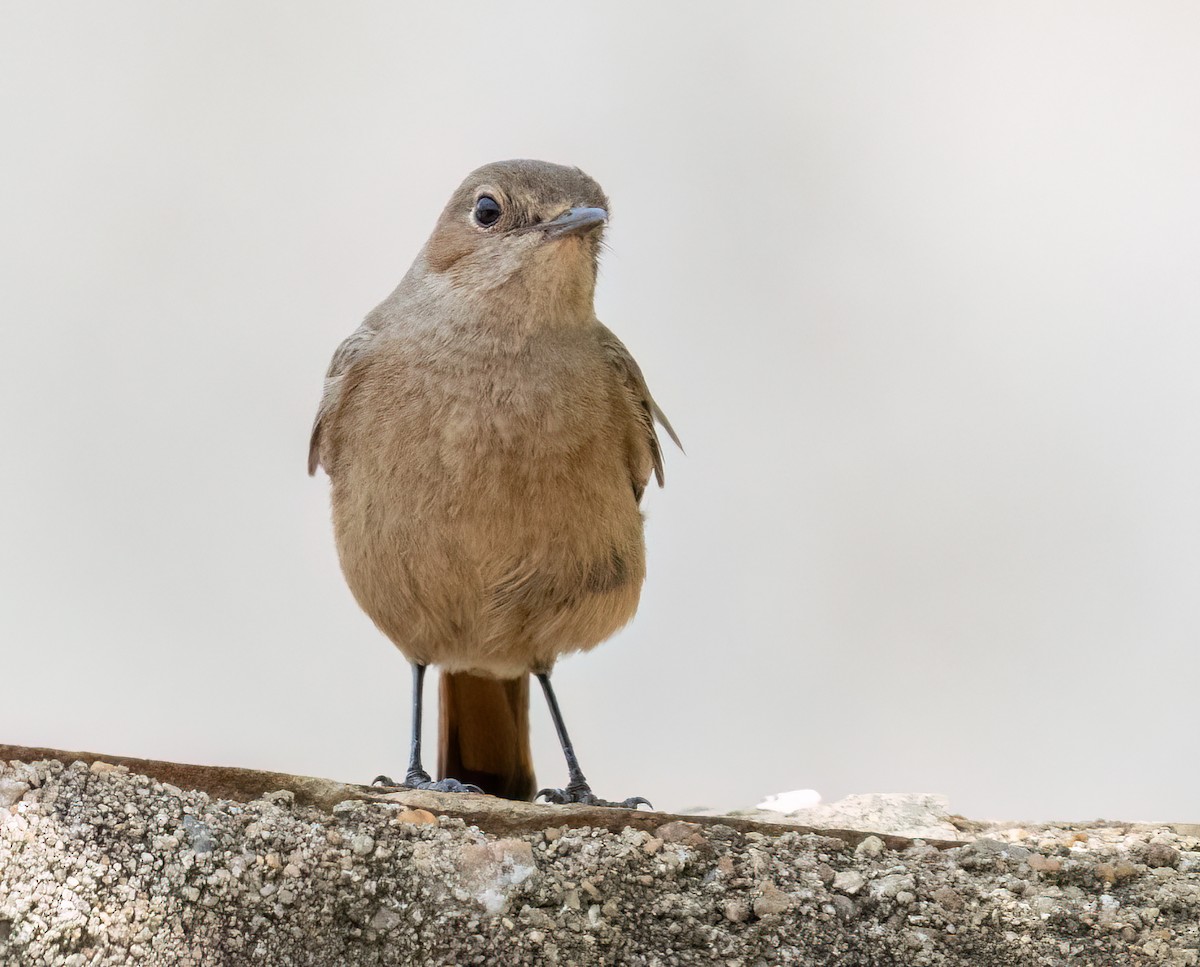 Colinegro Familiar - ML646534889