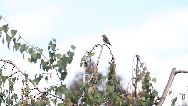 Dark-sided Flycatcher - ML646534890