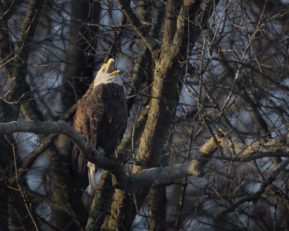 hvithodehavørn - ML646534891