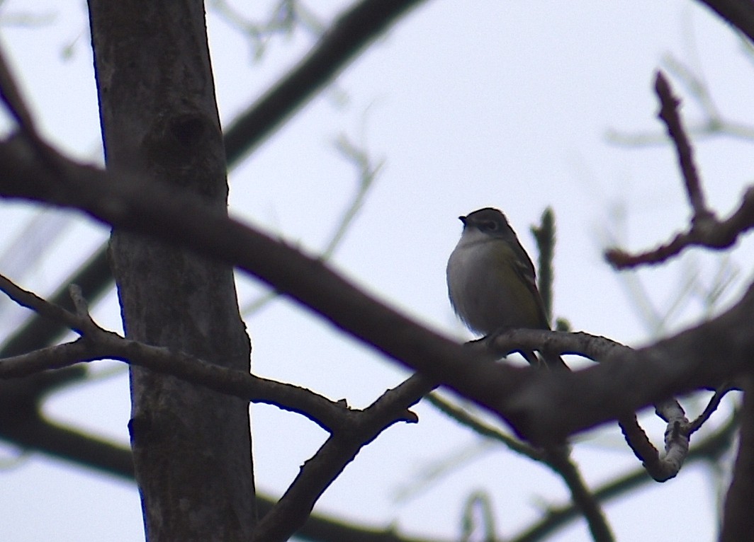 Graukopfvireo - ML646534895