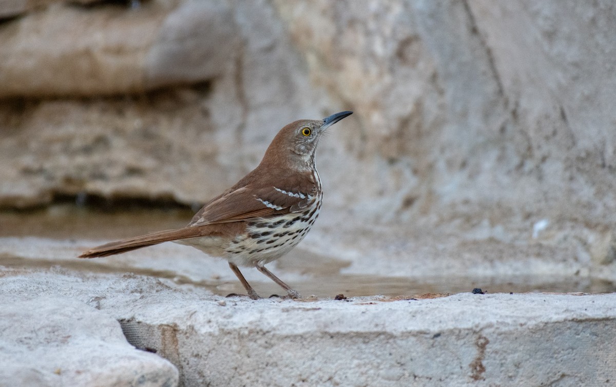 Kahverengi Çöpçü - ML646534898