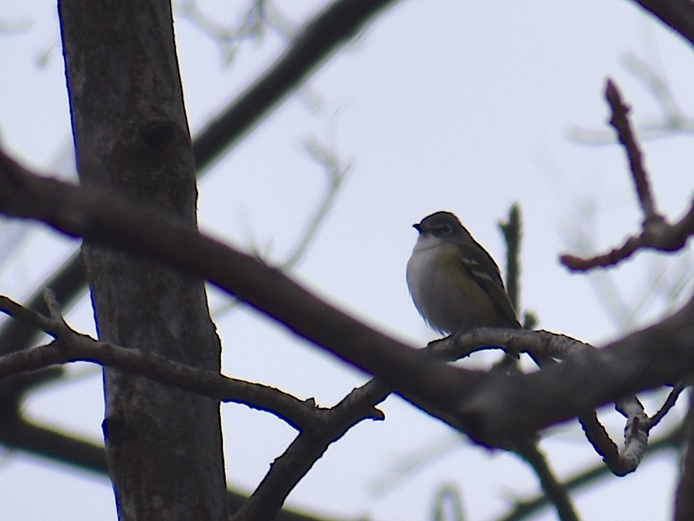 Graukopfvireo - ML646534900