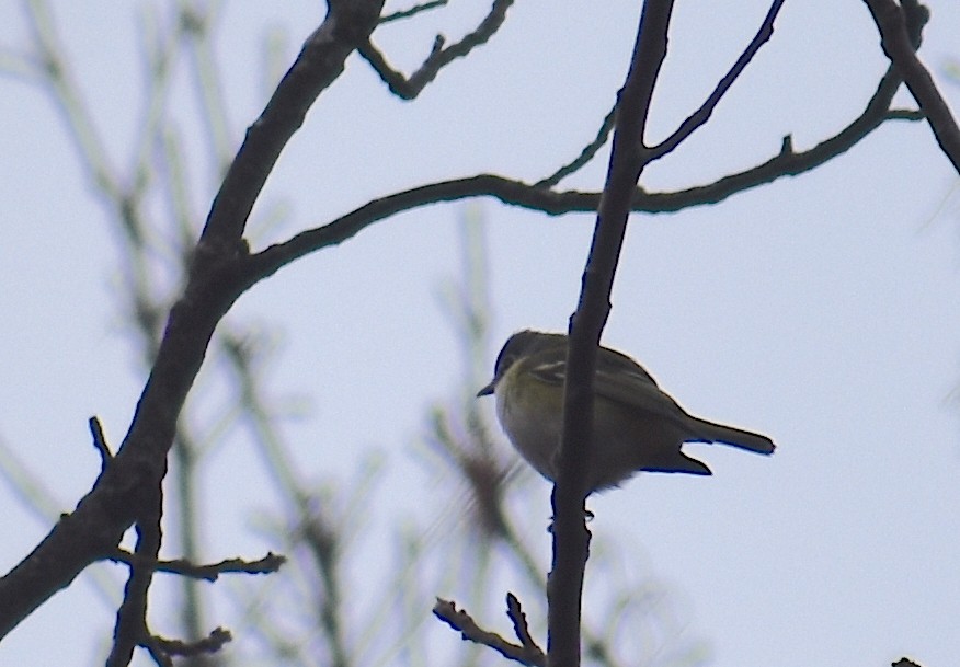 フタスジモズモドキ - ML646534902