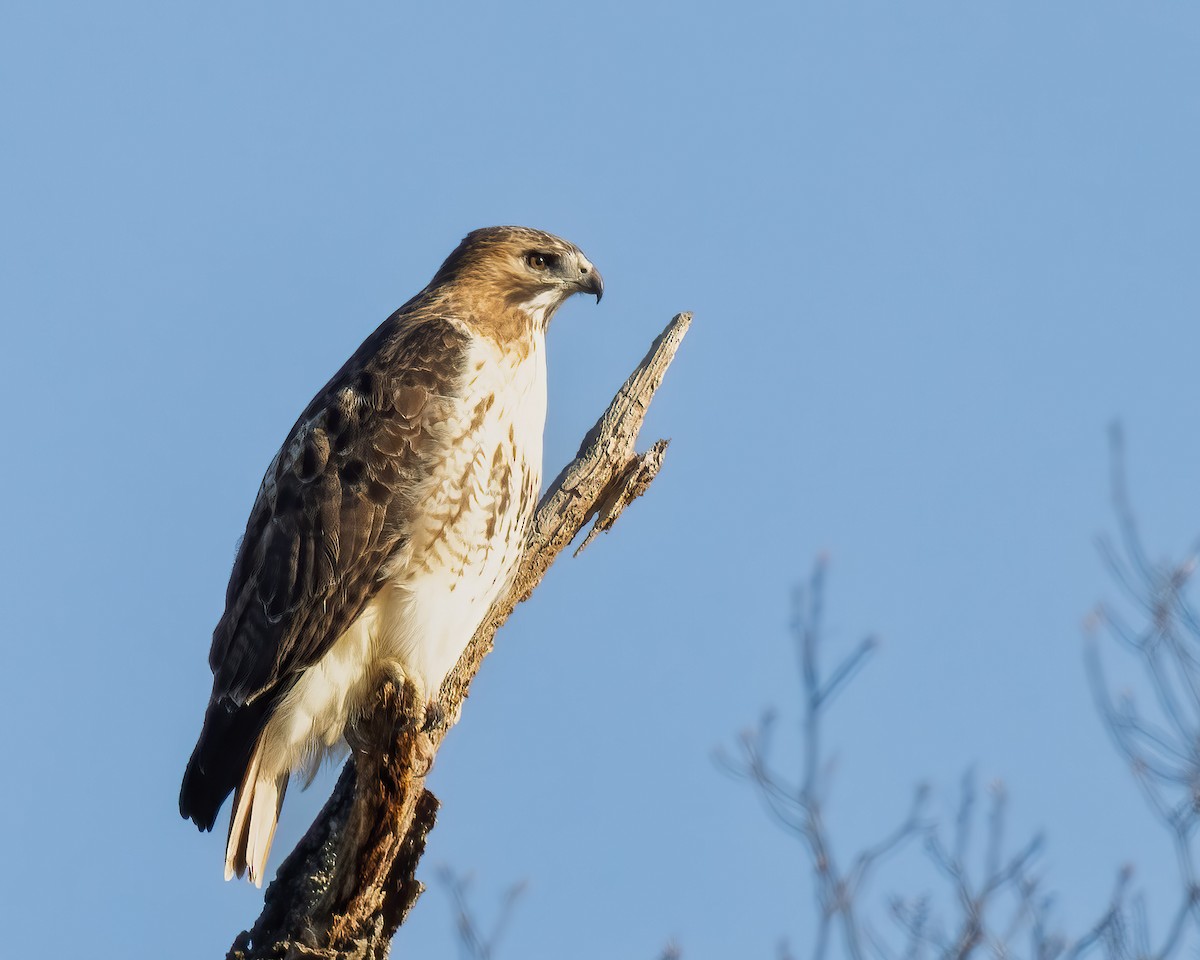 rødstjertvåk - ML646534904