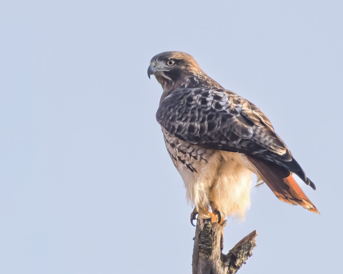 rødstjertvåk - ML646534905