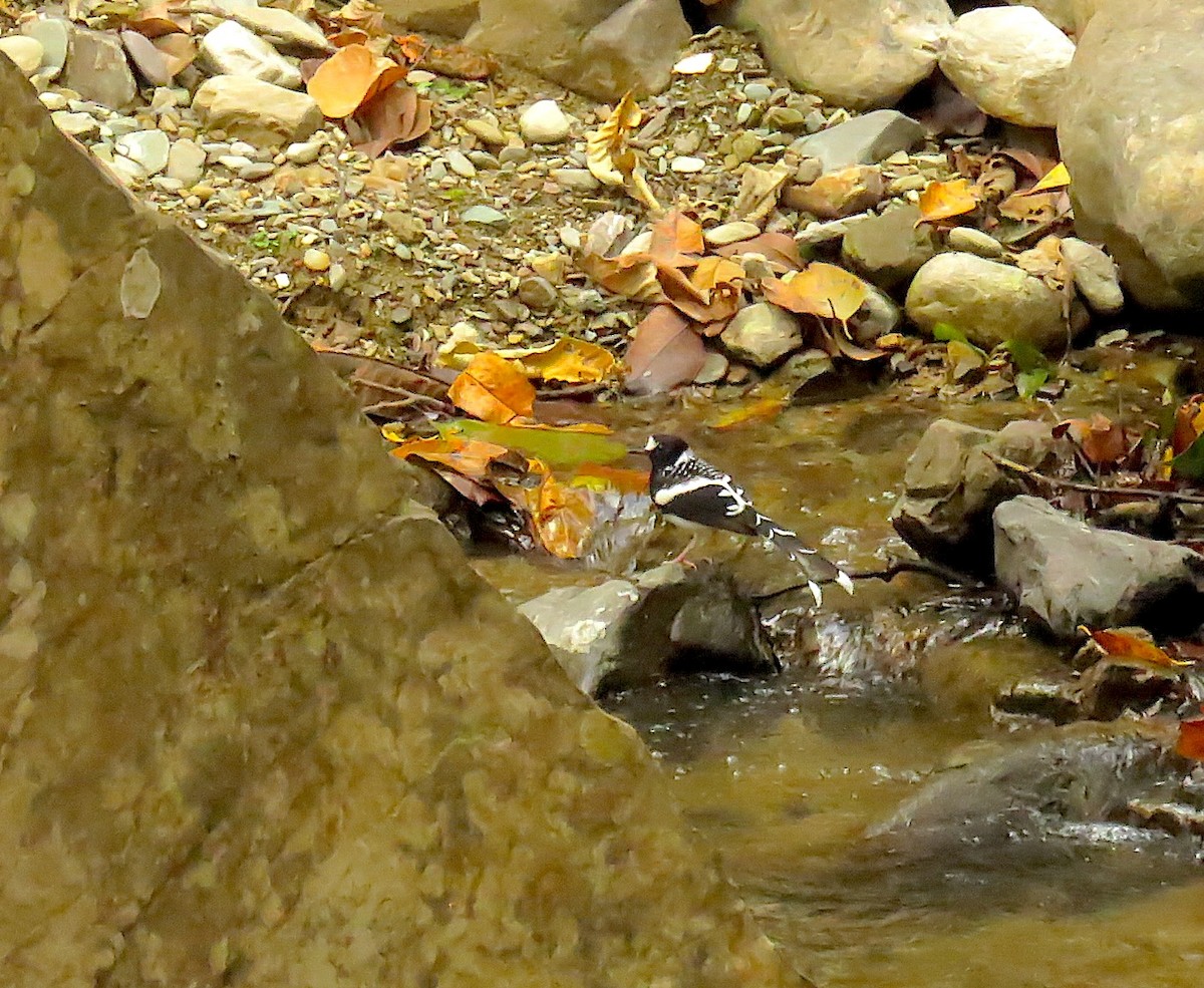 セボシエンビシキチョウ - ML646534906