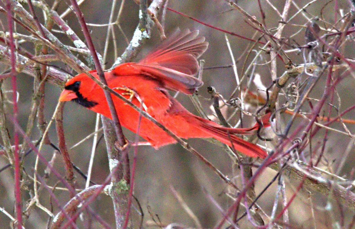 Northern Cardinal - ML646534907