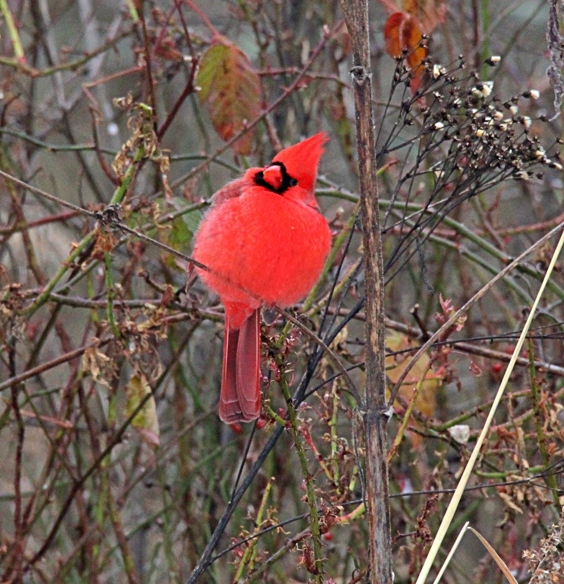 Northern Cardinal - ML646534908