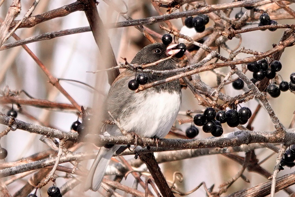 Серый юнко (cismontanus) - ML646534909