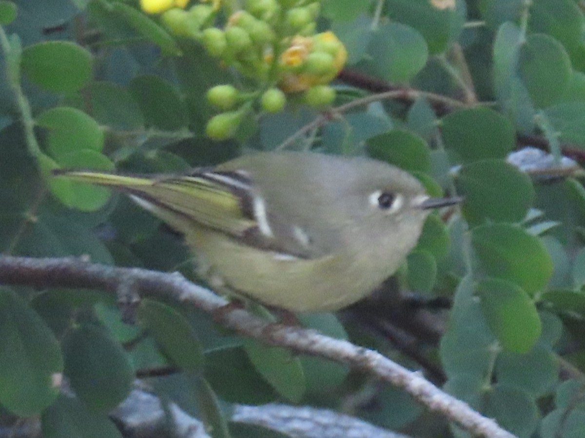 Ruby-crowned Kinglet - ML646534910