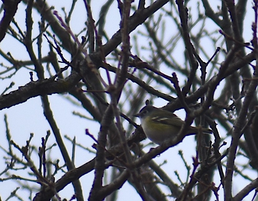 フタスジモズモドキ - ML646534913