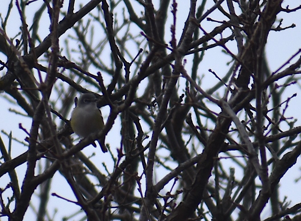 フタスジモズモドキ - ML646534915