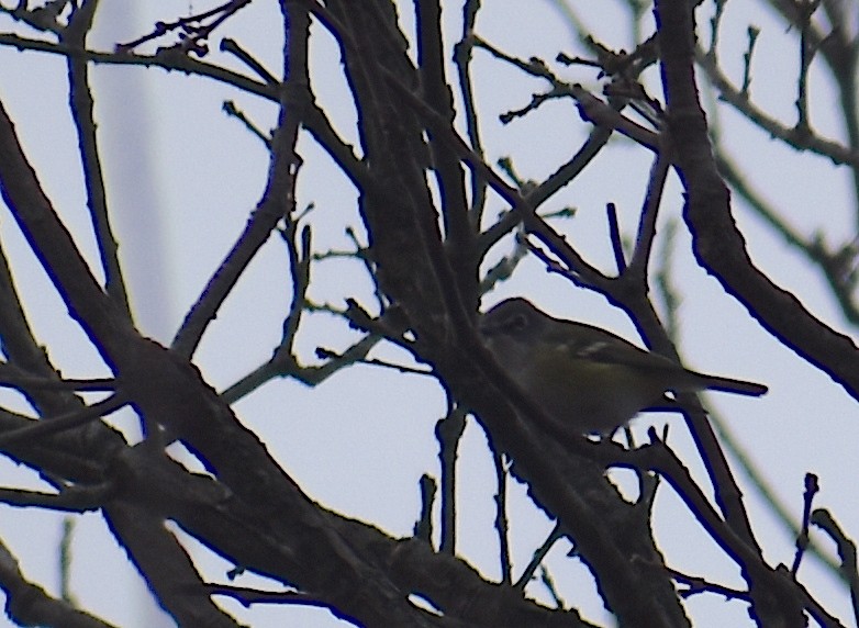 フタスジモズモドキ - ML646534922