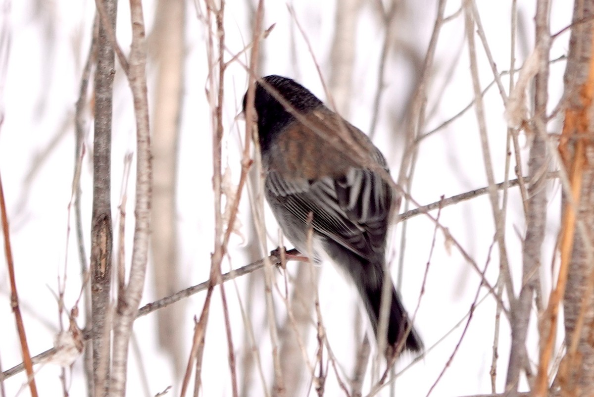 Серый юнко (cismontanus) - ML646534923