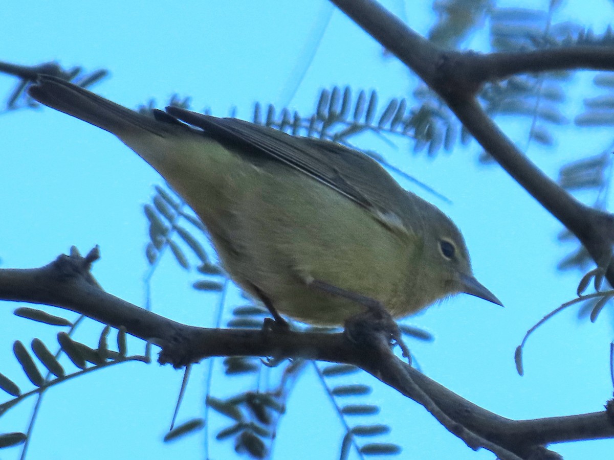 Orange-crowned Warbler - ML646534924