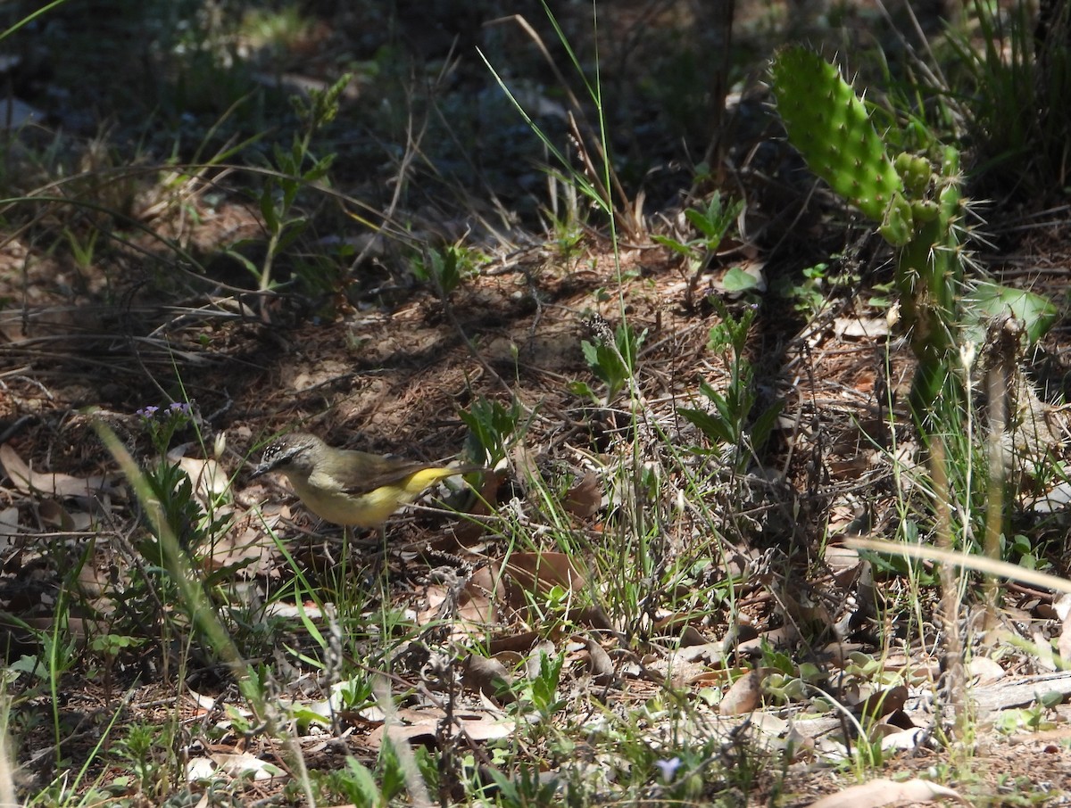 Yellow-rumped Thornbill - ML646534925
