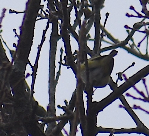 フタスジモズモドキ - ML646534926