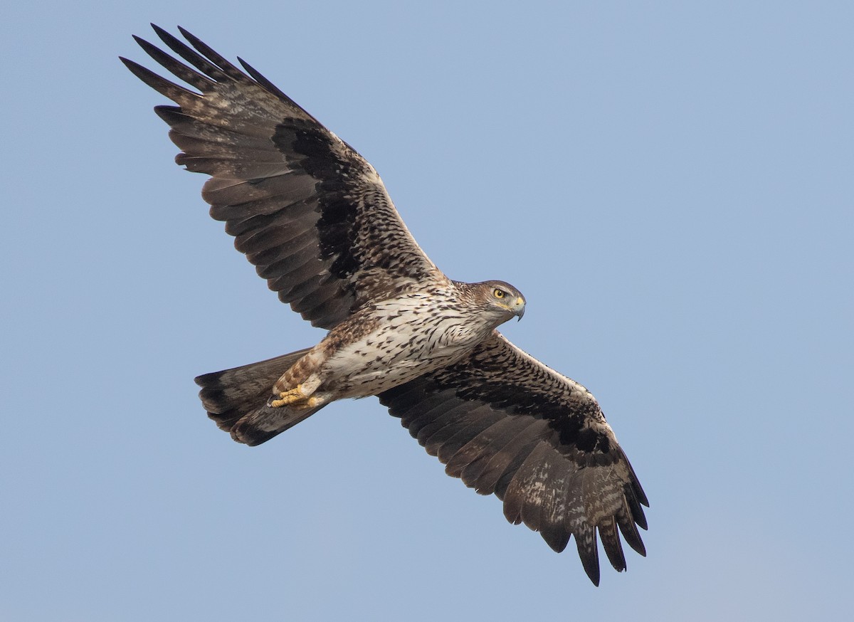 Aquila di Bonelli - ML646534927