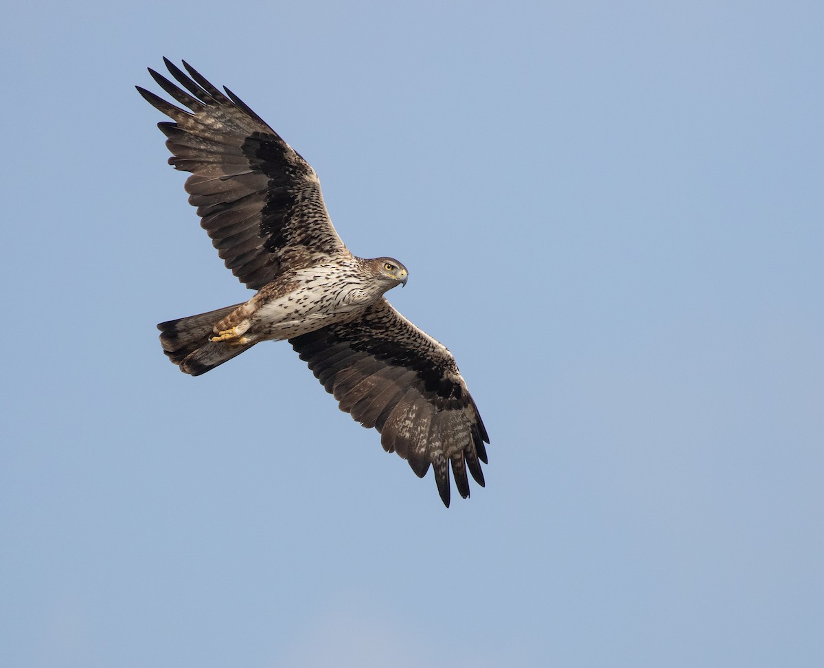 Aquila di Bonelli - ML646534928