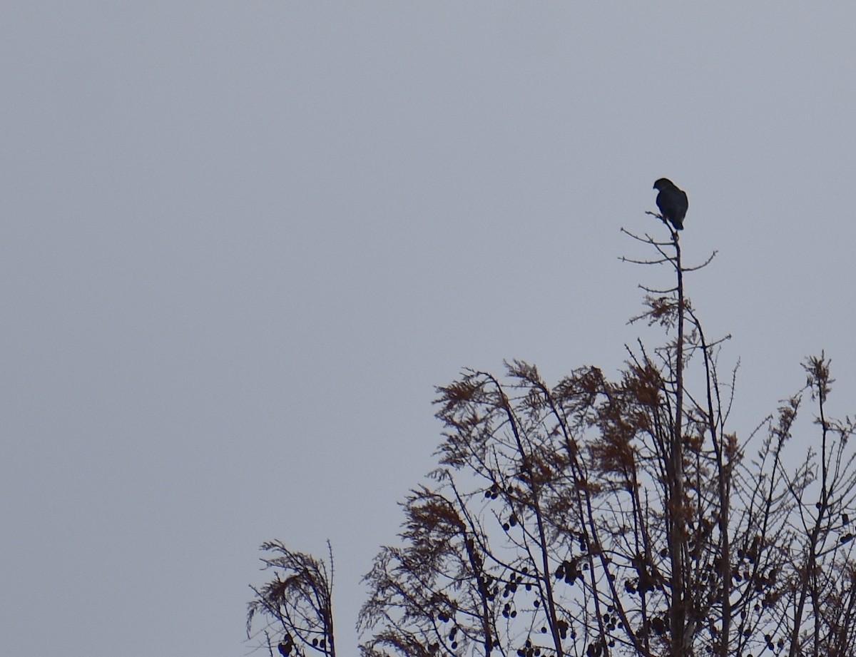 Esmerejón - ML646534930