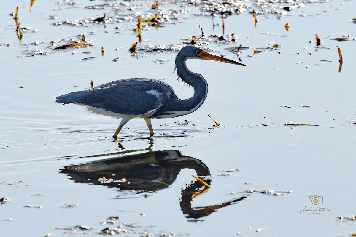 Tricolored Heron - ML646534931