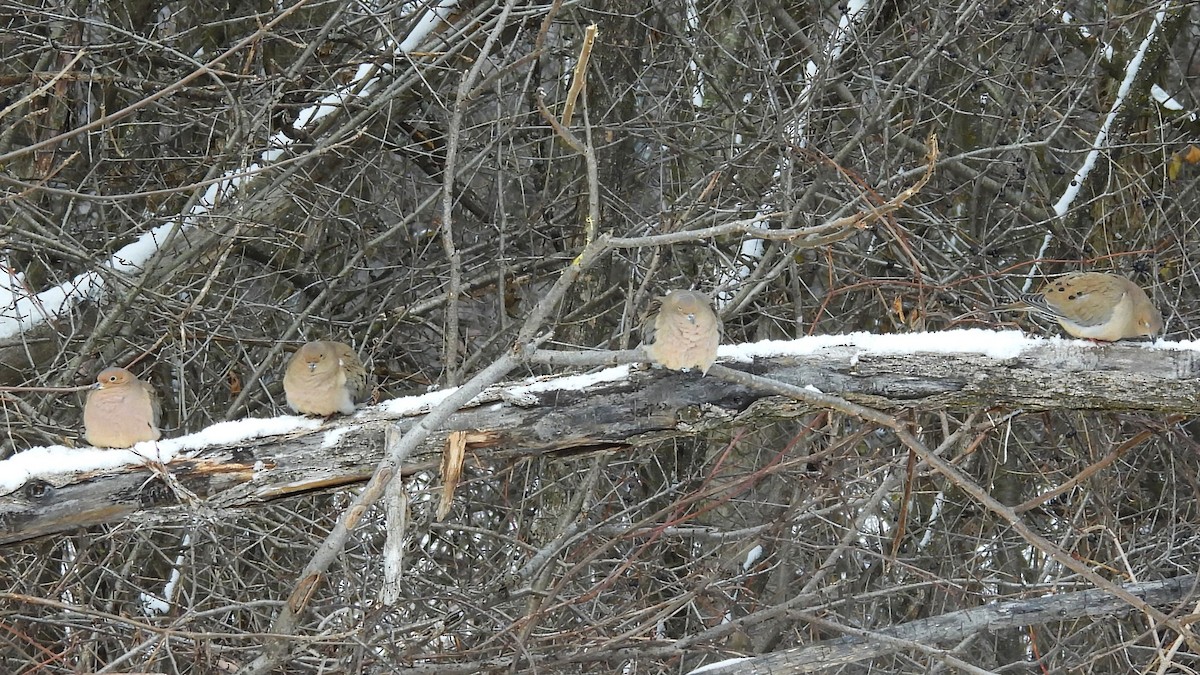 ナゲキバト - ML646534932