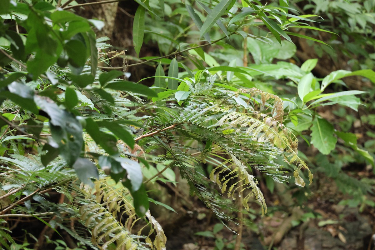 Chestnut-sided Warbler - ML646534937