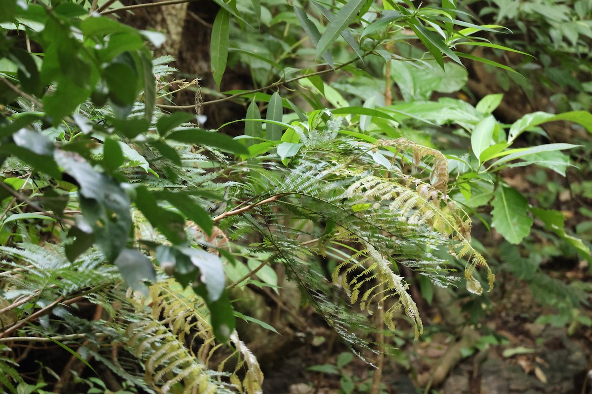 Chestnut-sided Warbler - ML646534938