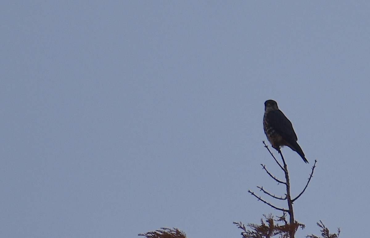 Esmerejón - ML646534939