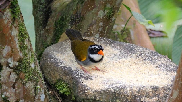 Orange-billed Sparrow - ML646534941