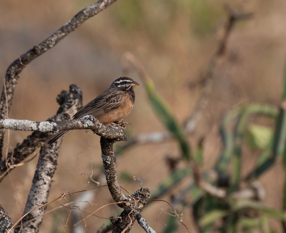 Cinnamon-breasted Bunting - ML646534942