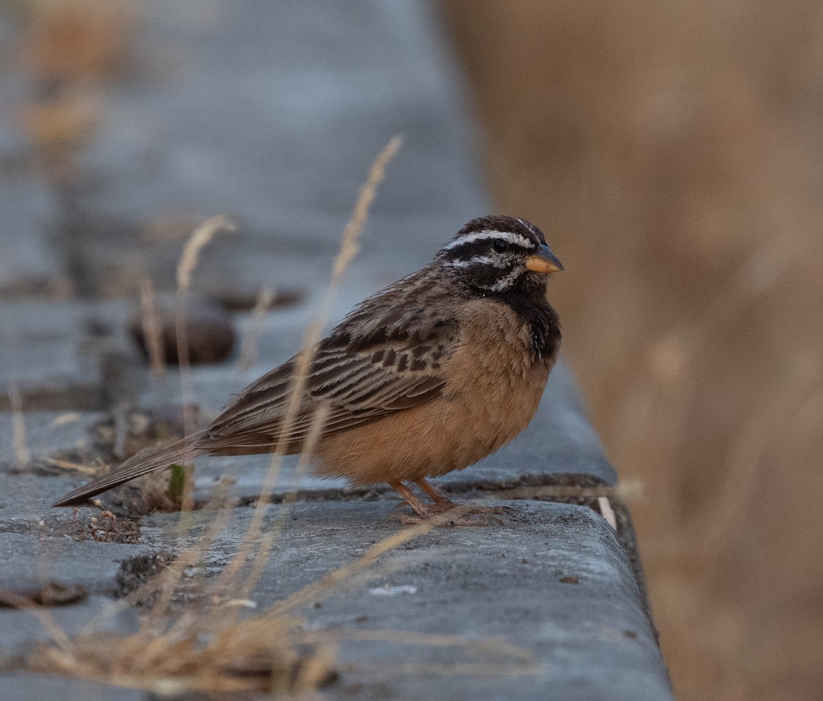 Cinnamon-breasted Bunting - ML646534943
