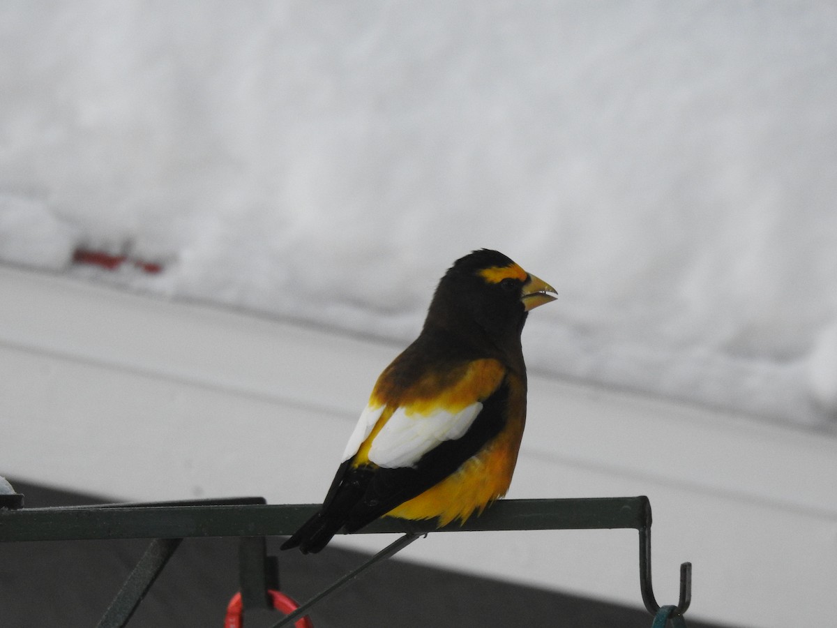 Evening Grosbeak - ML646534944