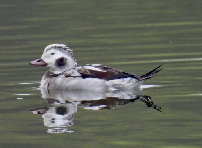 Морянка - ML646534945