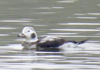 Морянка - ML646534946