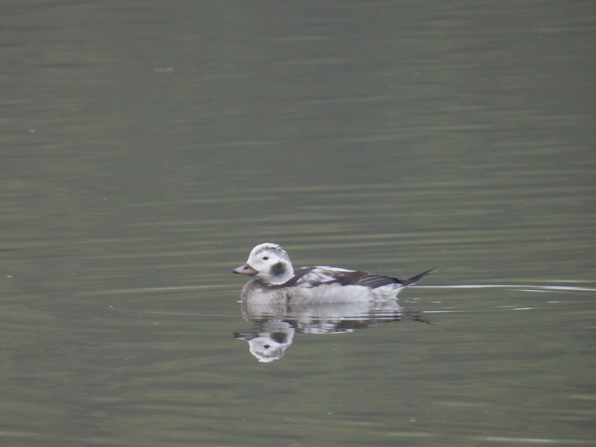 Морянка - ML646534947