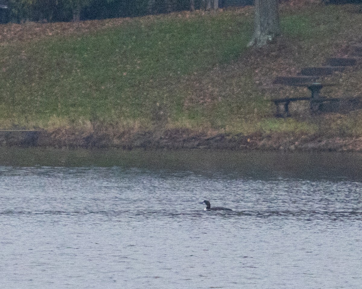 Eistaucher - ML646534949