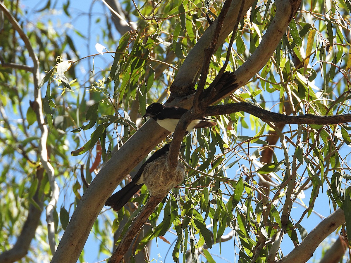 Willie-wagtail - ML646534950