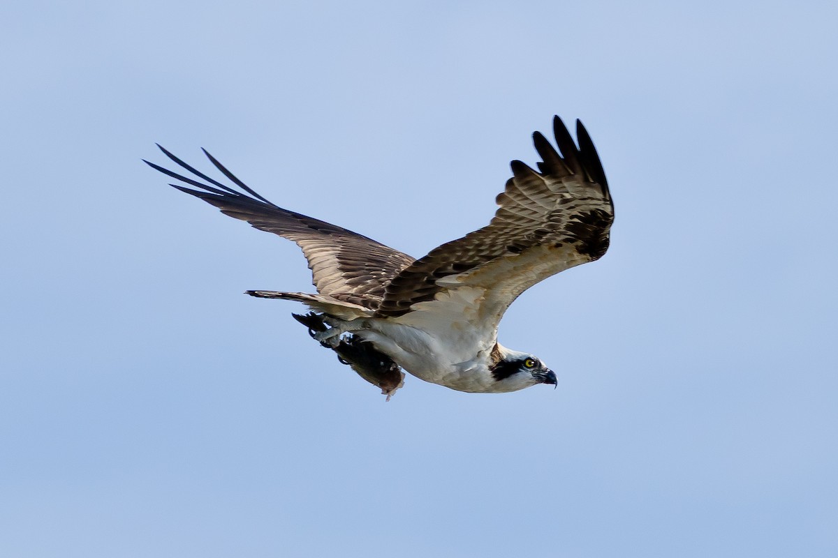 Osprey - ML646534951
