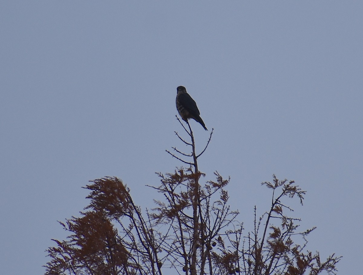 Esmerejón - ML646534952