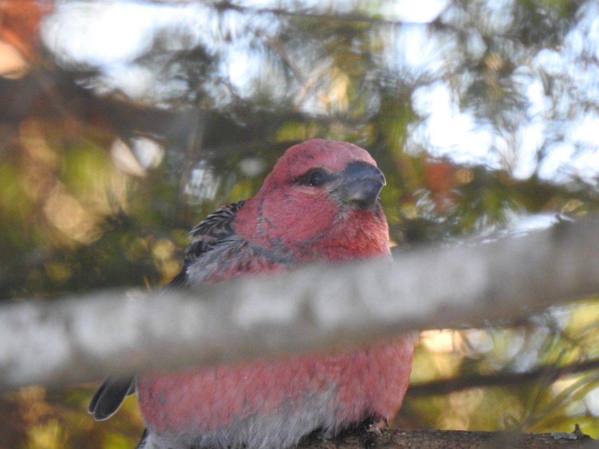 Pine Grosbeak - ML646534955