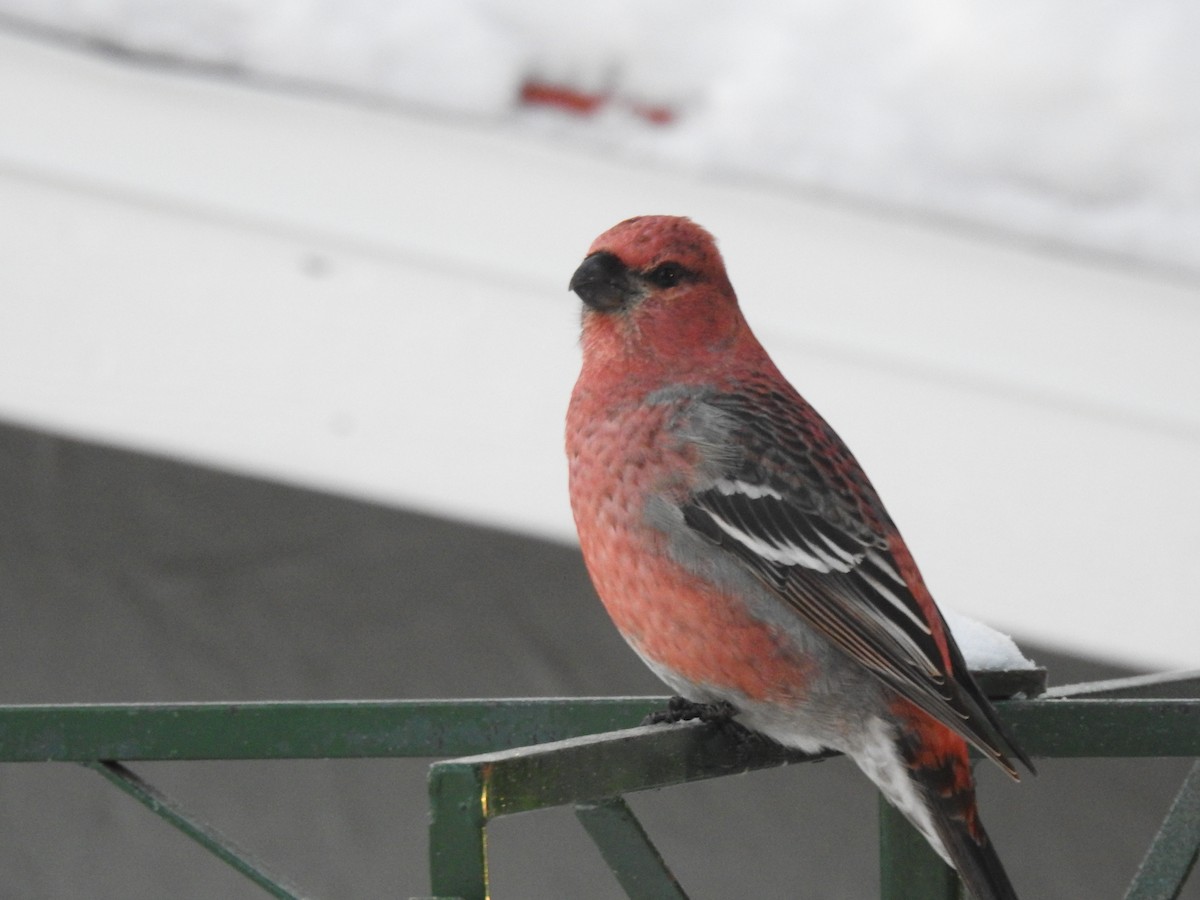 Pine Grosbeak - ML646534956