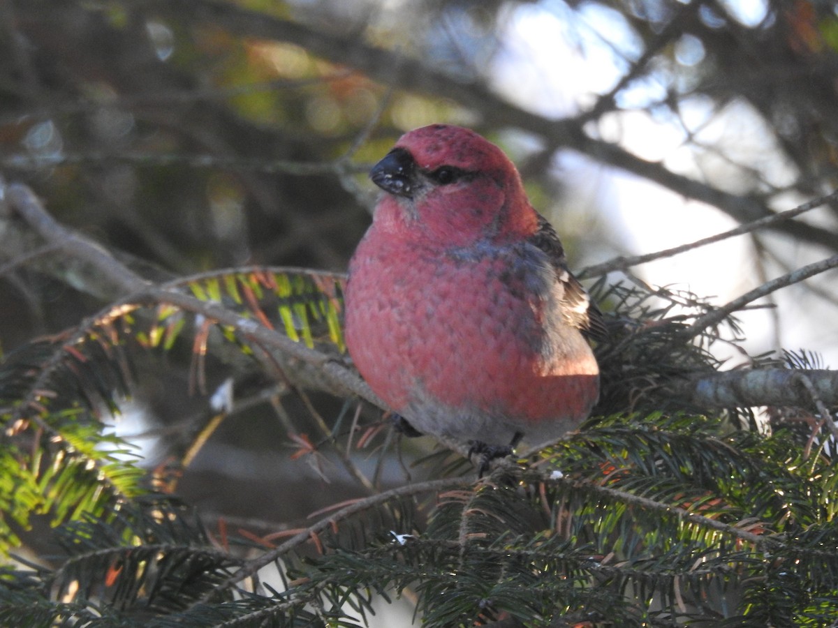 Pine Grosbeak - ML646534957