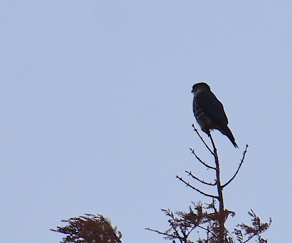 Esmerejón - ML646534958