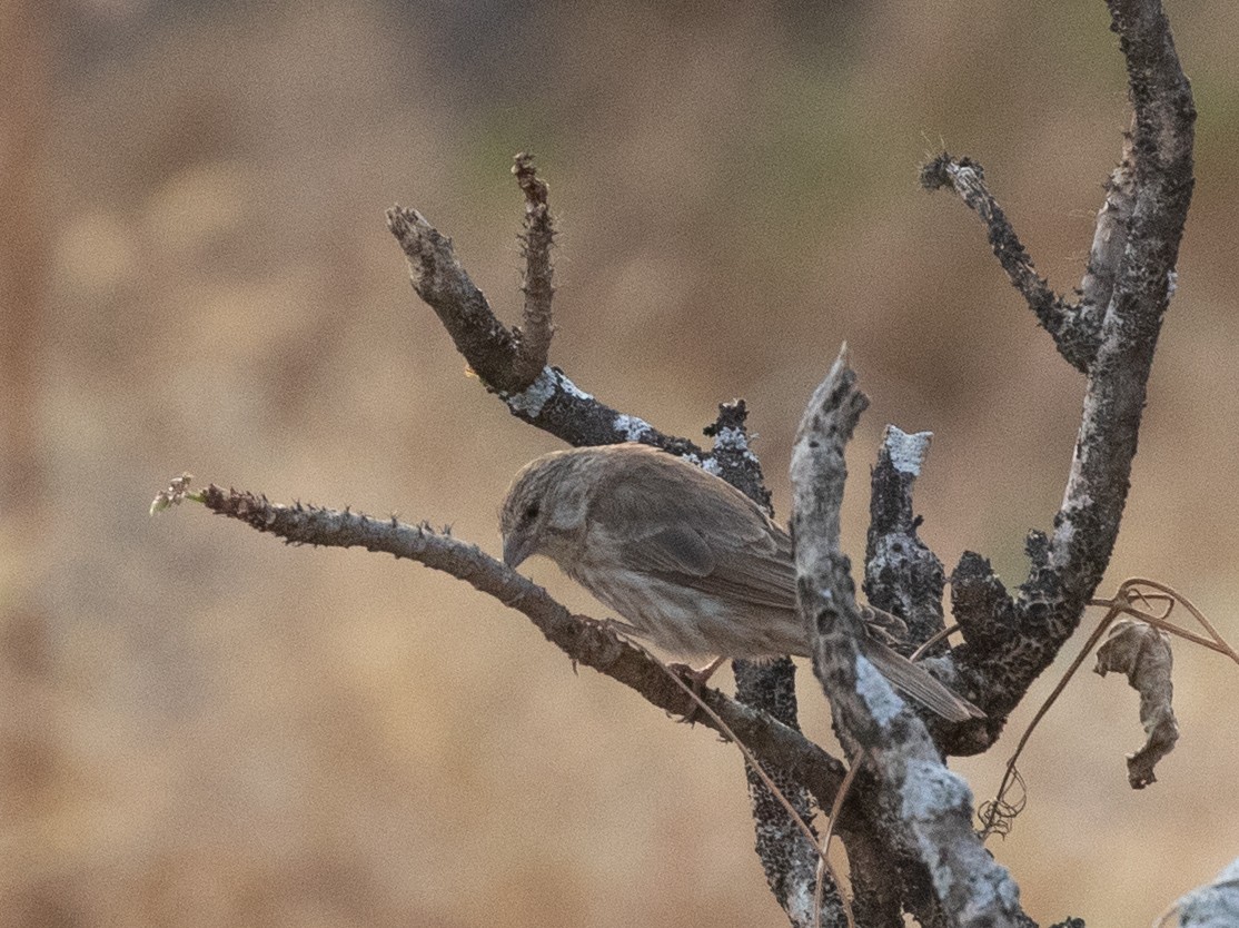 Yemen Serin - ML646534961