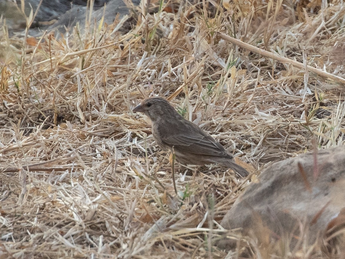 Yemen Serin - ML646534962