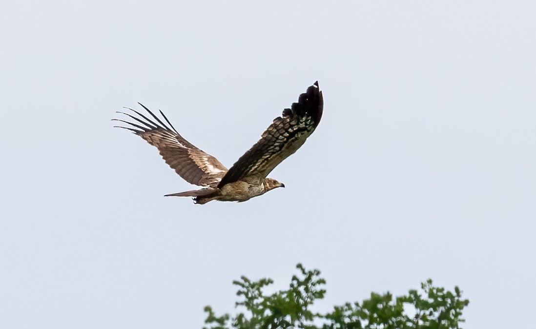 Aguilucho Caricalvo Común - ML646534963
