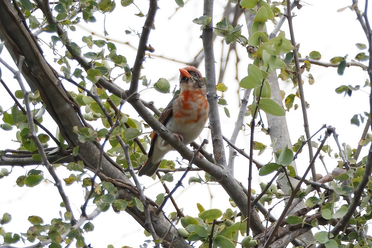 Red-headed Weaver - ML646534966