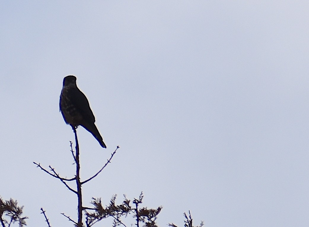 Esmerejón - ML646534967