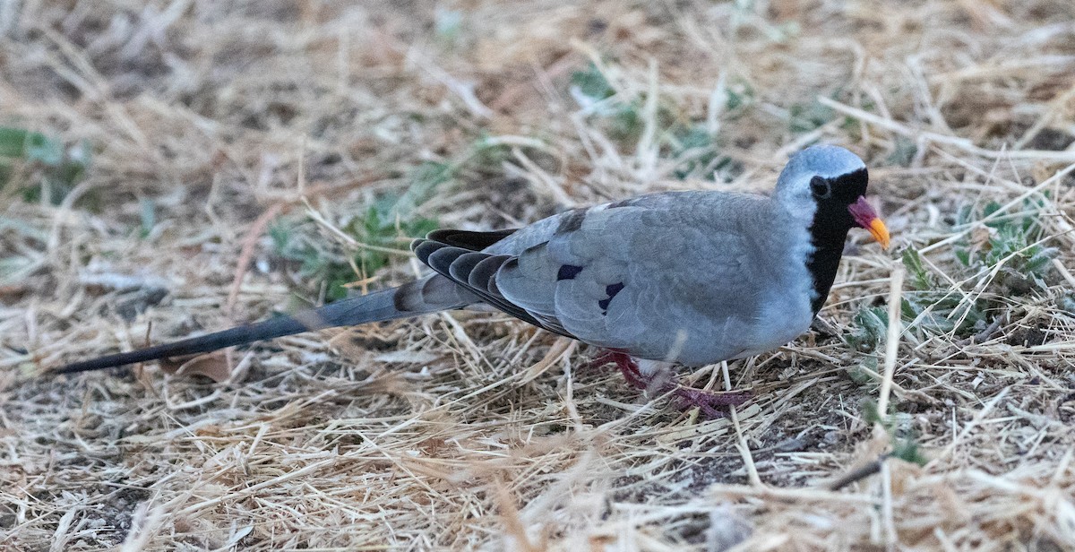 Tortora mascherata - ML646534969